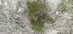 Arcytophyllum thymifolium