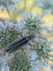 Chauliognathus scriptus