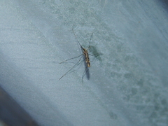Anopheles punctipennis