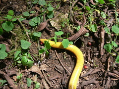 Schistometopum thomense