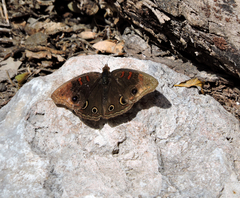 Junonia nigrosuffusa