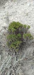 Arcytophyllum thymifolium