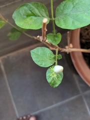 Jasminum sambac