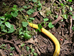 Schistometopum thomense