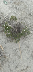 Arcytophyllum thymifolium