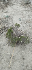 Arcytophyllum thymifolium