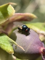 Lonchaea