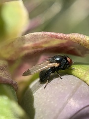 Lonchaea