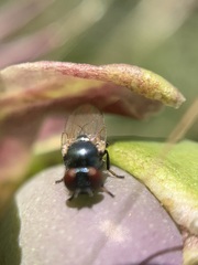 Lonchaea