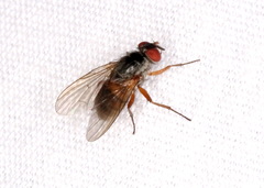 Muscina stabulans