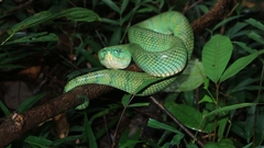 Tropidolaemus subannulatus
