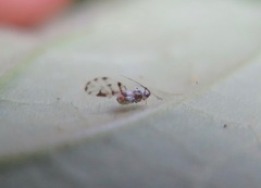 Eucarazzia elegans
