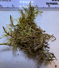 Helodium paludosum
