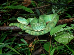 Tropidolaemus subannulatus