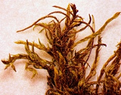 Helodium paludosum