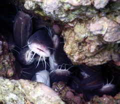Plotosus lineatus