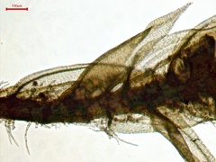 Helodium paludosum