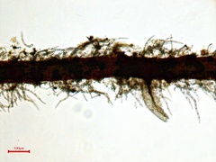 Helodium paludosum