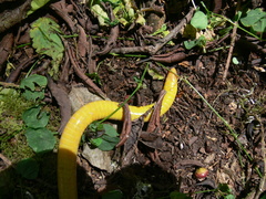 Schistometopum thomense