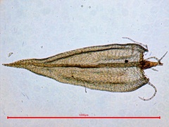 Helodium paludosum
