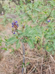 Dalea coerulea
