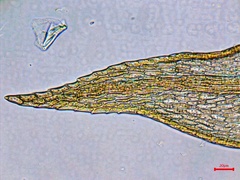 Helodium paludosum