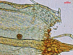 Helodium paludosum