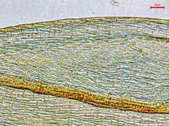 Helodium paludosum