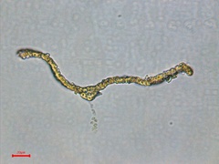 Helodium paludosum