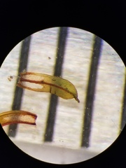 Syntrichia cainii