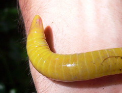 Schistometopum thomense