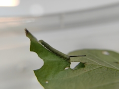 Neogurelca himachala