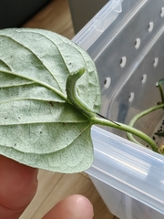 Neogurelca himachala