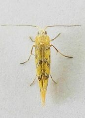 Argyresthia