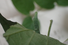 Neogurelca himachala