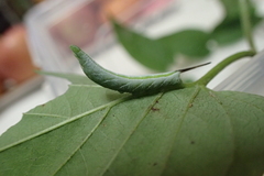 Neogurelca himachala