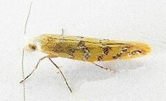 Argyresthia