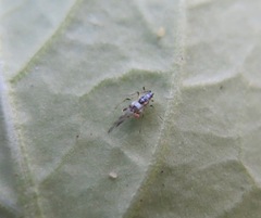 Eucarazzia elegans