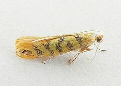 Argyresthia