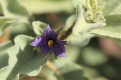 Solanum crassitomentosum