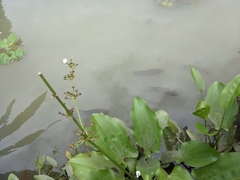 Amphilophus trimaculatus