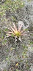 Tillandsia secunda