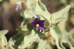 Solanum crassitomentosum