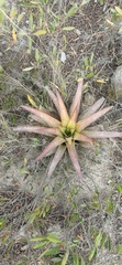 Tillandsia secunda