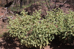 Solanum crassitomentosum