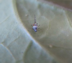 Eucarazzia elegans