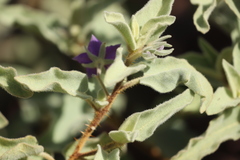 Solanum crassitomentosum