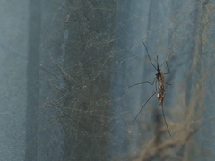 Anopheles punctipennis