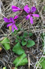 Pelargonium rodneyanum
