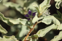 Solanum crassitomentosum